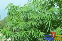 marihuana-575x380