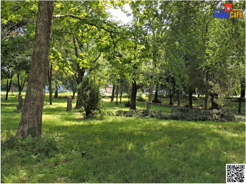 Park OS Jovan Popovic isecena stabla